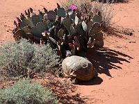 Valley of Fire - wild turtoise