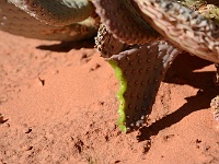 Valley of Fire - wild turtoise